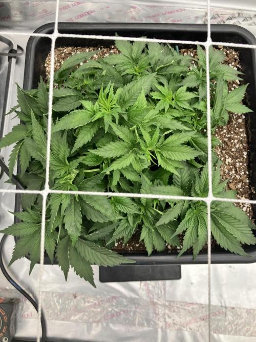 Orange Creampop. Week 4