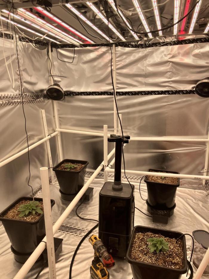 Orange Creampop. Week 1 - Plant straight to pot