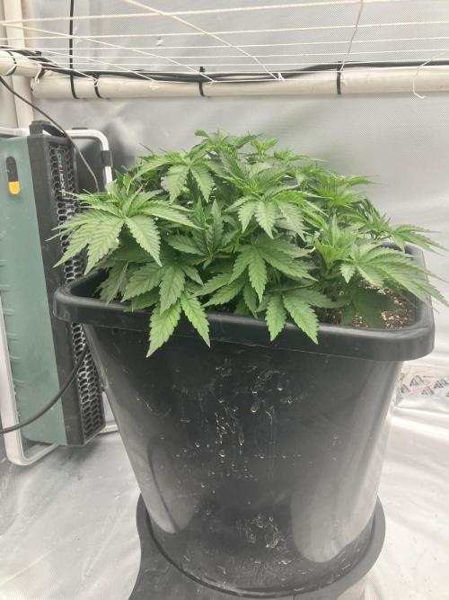 Orange Creampop. Week 5