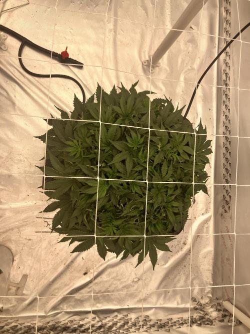 Orange Creampop. Week 6