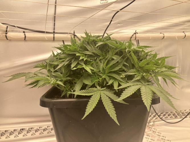 Orange Creampop. Week 6