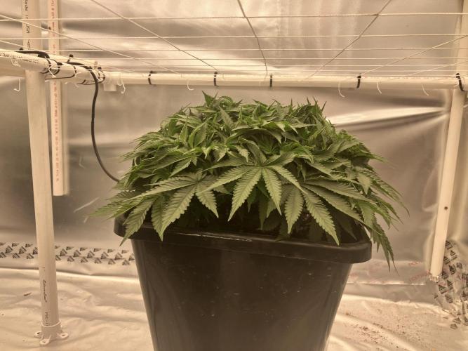 Orange Creampop. Week 6