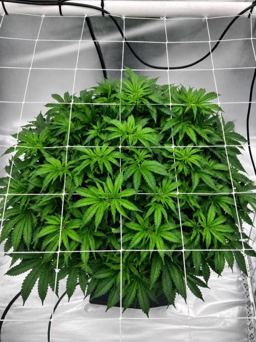 Orange Creampop. Week 8