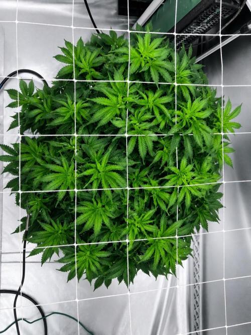 Orange Creampop. Week 8