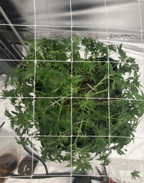 Orange Creampop. Week 8