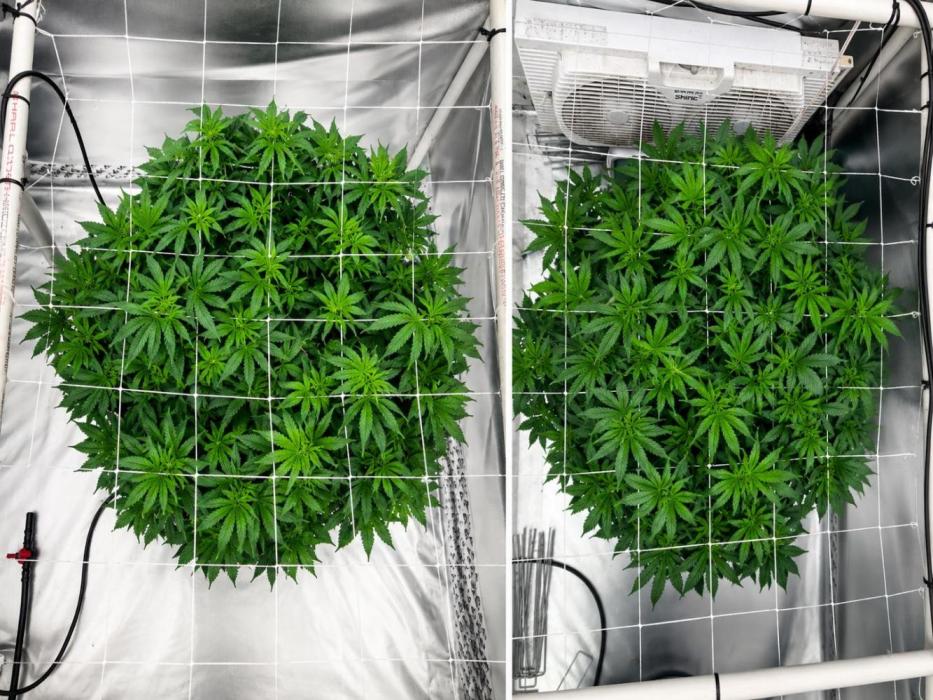 Orange Creampop. Week 9