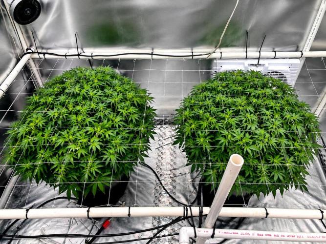 Orange Creampop. Week 10