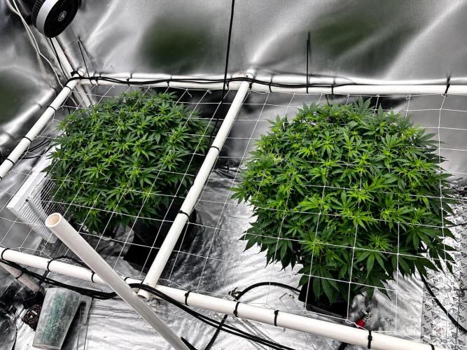 Orange Creampop. Week 10