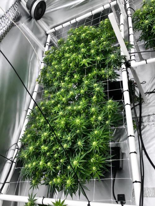 Orange Creampop. Week 11