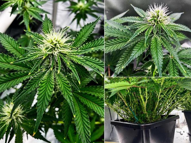 Orange Creampop. Week 11