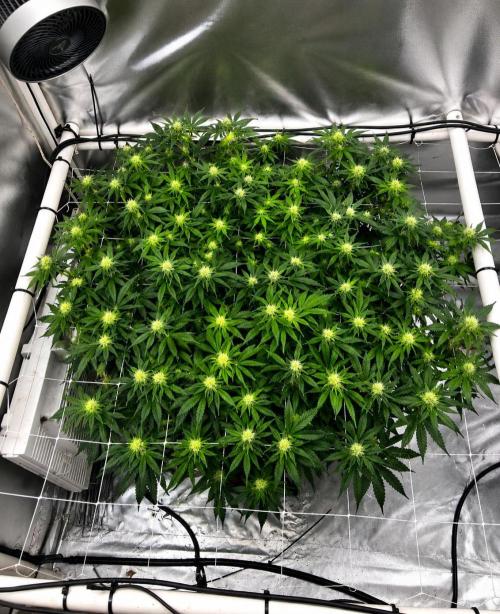Orange Creampop. Week 11