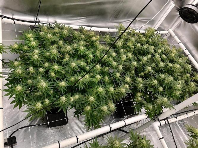 Orange Creampop. Week 12