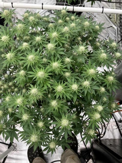 Orange Creampop. Week 12