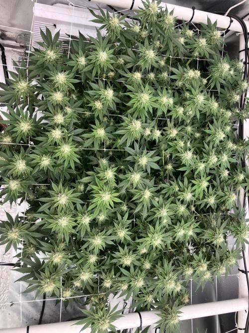 Orange Creampop. Week 12