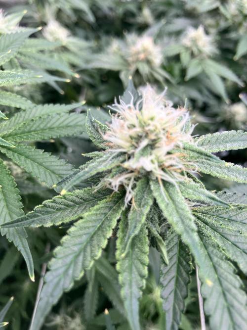 Orange Creampop. Week 12