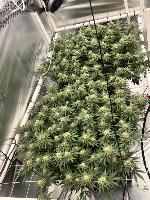 Orange Creampop. Week 13