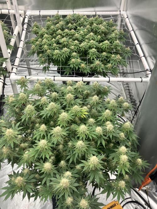 Orange Creampop. Week 13