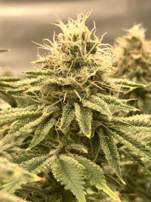 Orange Creampop. Week 13