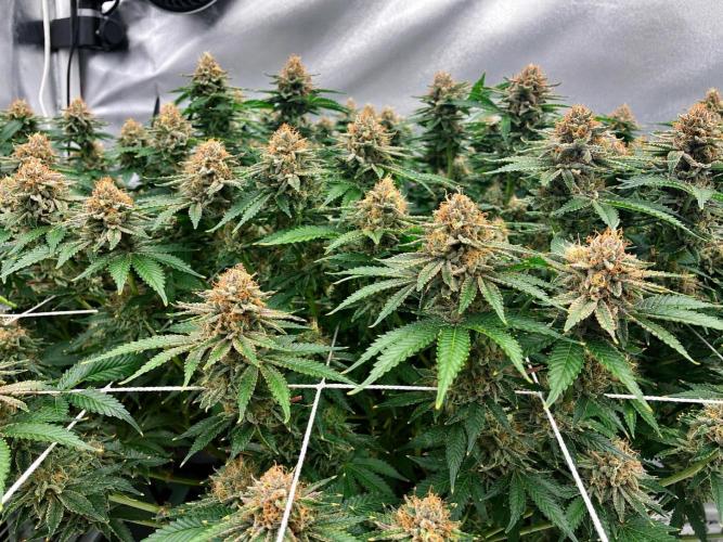 Orange Creampop. Week 14