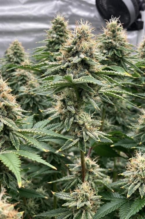 Orange Creampop. Week 14