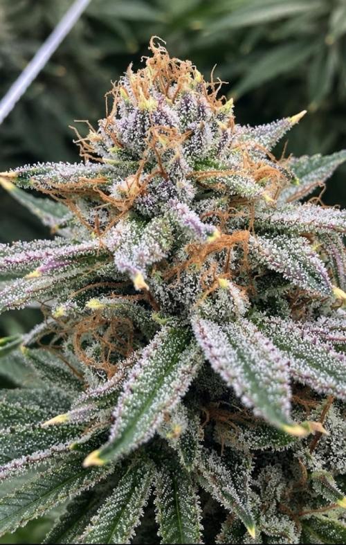 Orange Creampop. Week 14