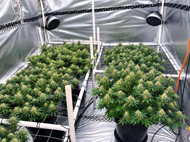 Orange Creampop. Week 14