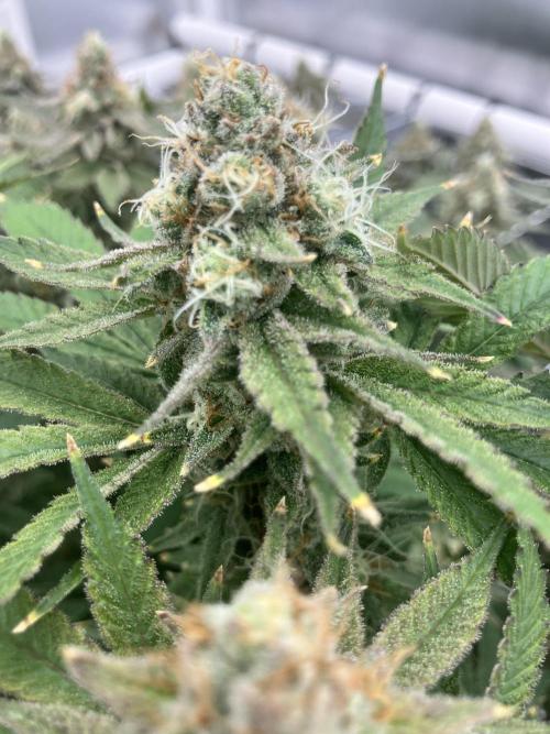 Orange Creampop. Week 15