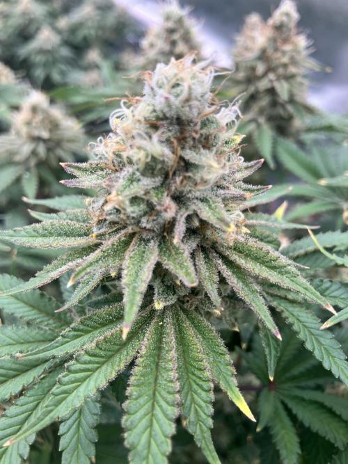 Orange Creampop. Week 15