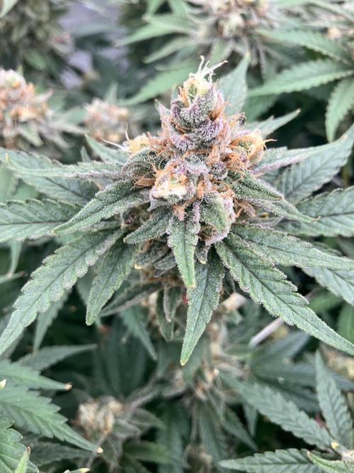 Orange Creampop. Week 15