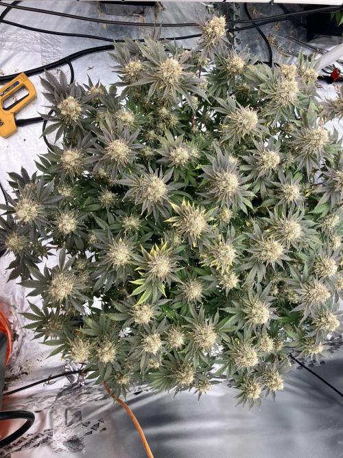 Orange Creampop. Week 16