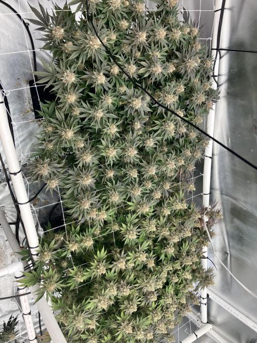 Orange Creampop. Week 16