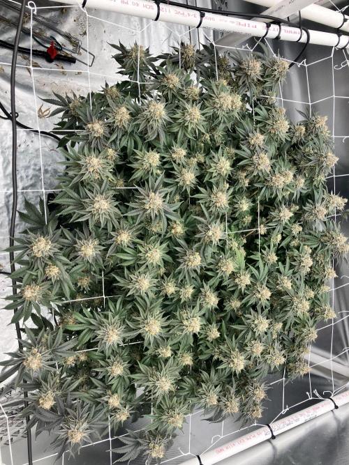 Orange Creampop. Week 16