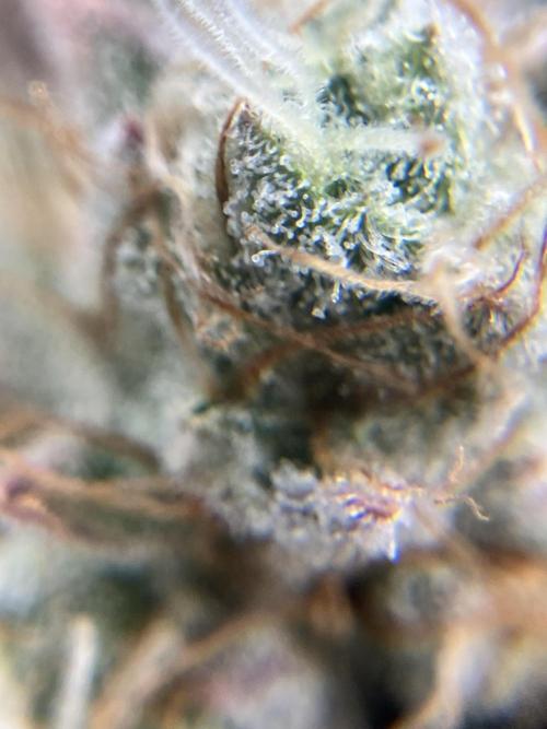 Orange Creampop. Week 16