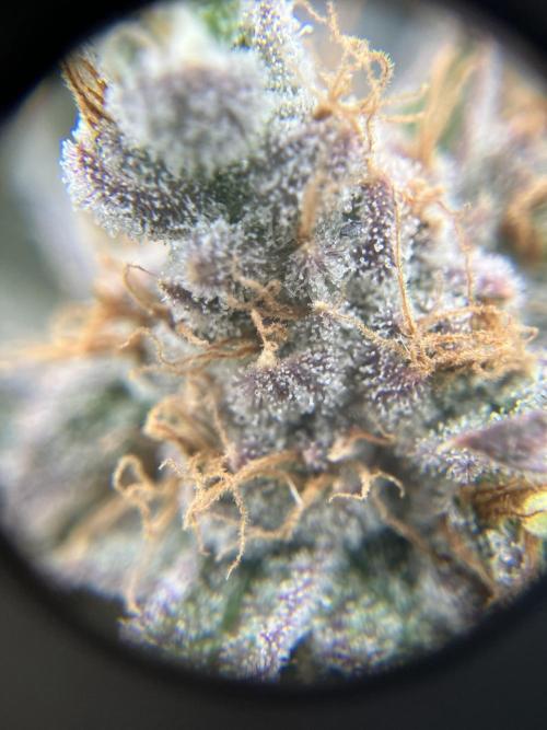 Orange Creampop. Week 16