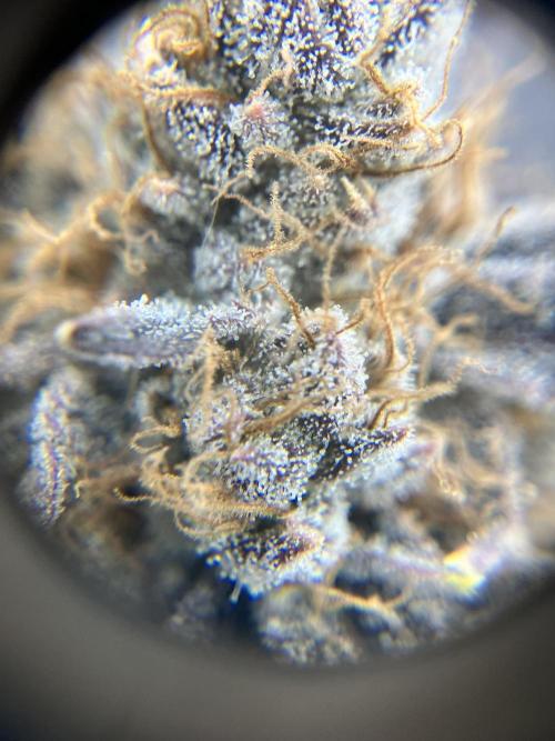 Orange Creampop. Week 16