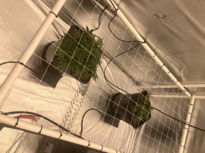 Orange Creampop. Week 5