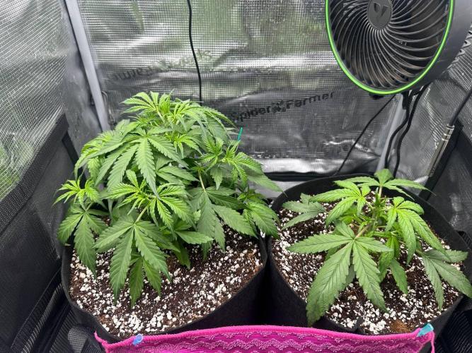 Perfect Grow 🤓🤩. Week 4