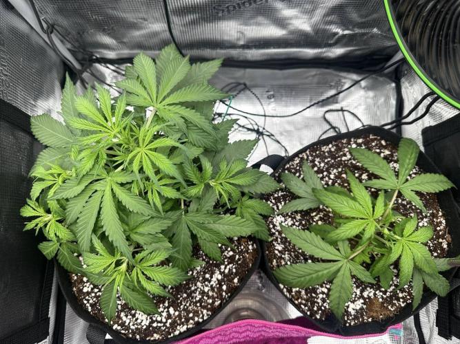 Perfect Grow 🤓🤩. Week 4