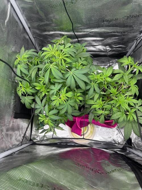 Perfect Grow 🤓🤩. Week 4 - 32day