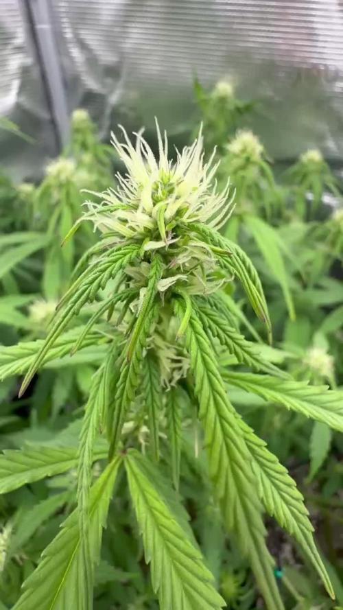 Perfect Grow 🤓🤩