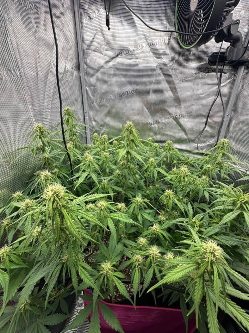 Perfect Grow 🤓🤩. Week 6