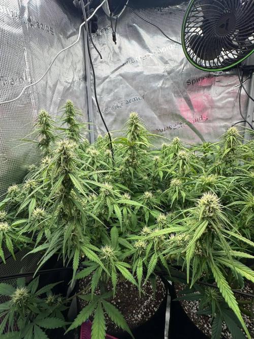 Perfect Grow 🤓🤩. Week 6 - 52 day