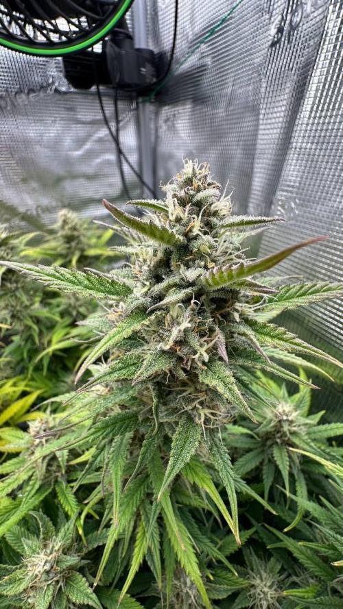 Perfect Grow 🤓🤩. Week 9