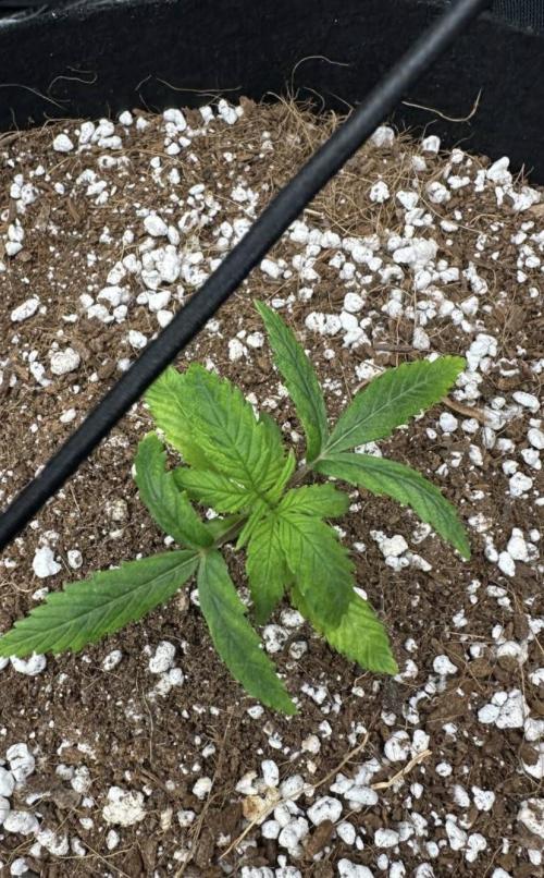 Perfect Grow 🤓🤩. Week 2