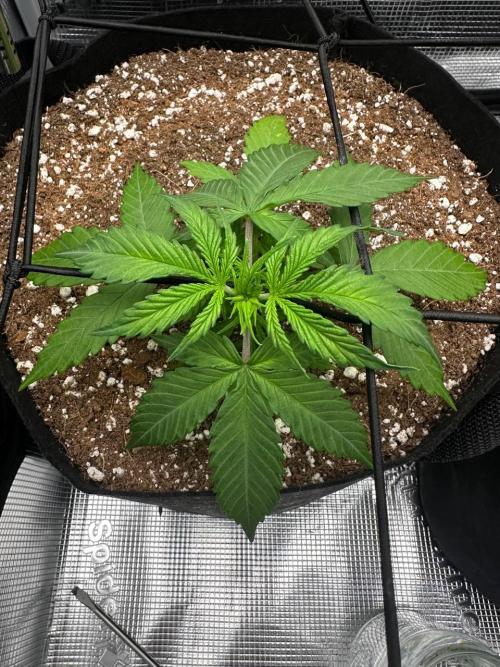 Perfect Grow 🤓🤩. Week 2