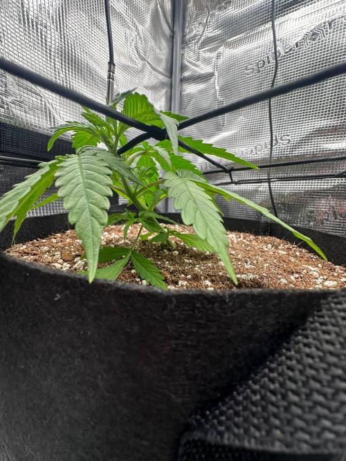 Perfect Grow 🤓🤩. Week 2