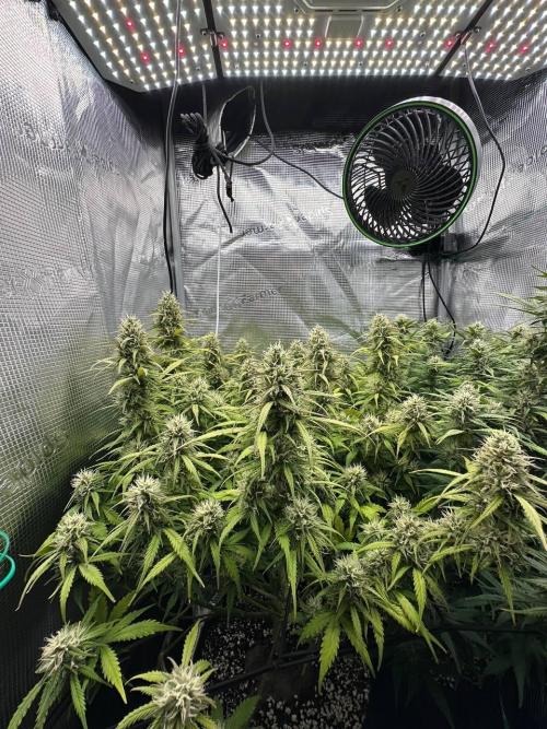 Perfect Grow 🤓🤩. Week 8