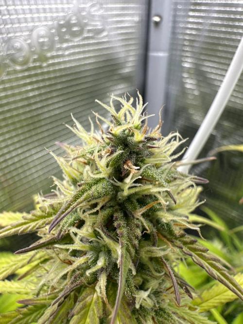 Perfect Grow 🤓🤩. Week 8