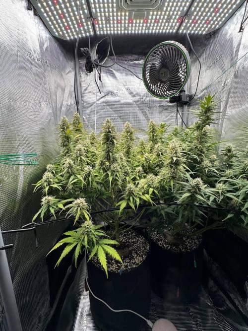 Perfect Grow 🤓🤩. Week 8