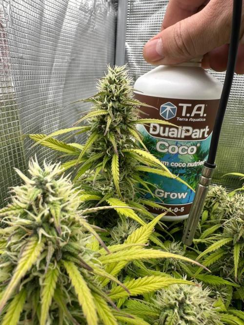 Perfect Grow 🤓🤩. Week 8